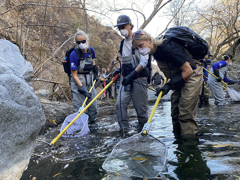 Staff with CDFW and partner agencies use electrofishers to stun Southern California steelhead trout in Topanga Creek and then collect the fish for transport to the Fillmore Hatchery. CDFW photo by Krysten Kellum